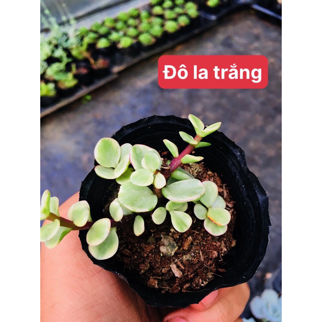 Sen đá cây Dolla Trắng( size bâu)