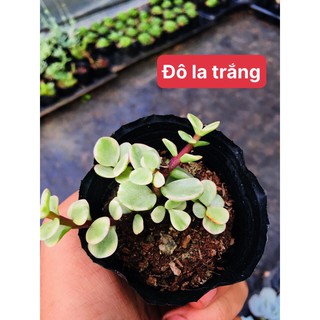 Sen đá cây Dolla Trắng