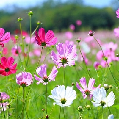 100h Hạt Giống Hoa Sao Nháy Mix Sensation - TaNe Garden