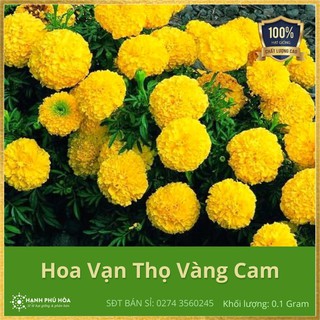 Hạt Giống Hoa Vạn Thọ Vàng Chanh NNX 0.1g/Gói - Năng Suất Cao, Dễ Trồng, Bông To, Nhiều, Màu Hoa Đẹp, Để Được Lâu