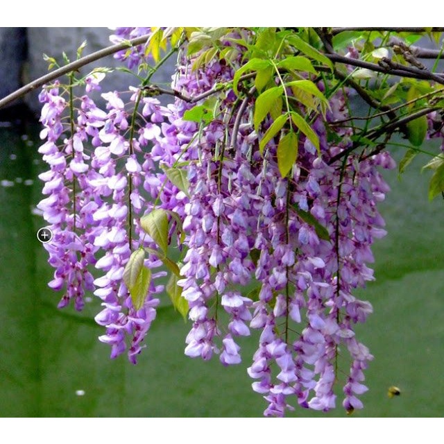 10H - #Hạt_Giống_Hoa_Tử_Đằng_Mix ( tặng kèm kích mầm và phân bón )