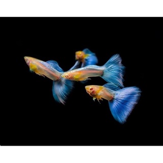 Cá 7 màu blue topaz gen