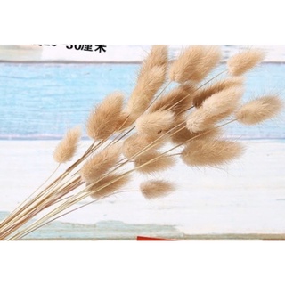 Hoa khô trang trí nhỏ xinh, bông lúa mạch, đuôi thỏ cắm hoa, chụp ảnh