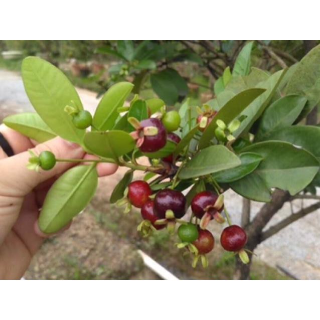 Cây Giống Cherry Brazil Nhiệt Đới