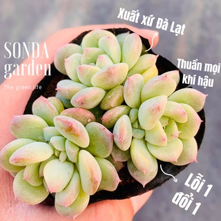 Sen đá dù hồng SONDA GARDEN size bé 5-8cm, xuất xứ Đà Lạt, khoẻ đẹp