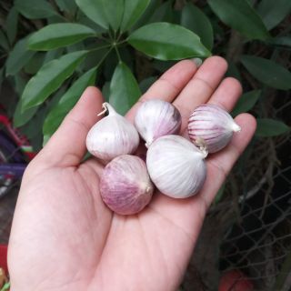3kg tỏi cô đơn loại to nhặt sạch