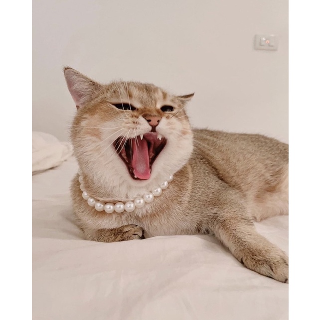 Vòng Cổ Hạt Ngọc Cho Thú Cưng