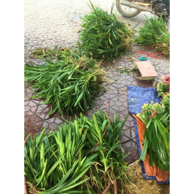 combo 100 cây lá tám