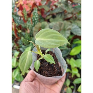 cây giống philodendron gloriosum