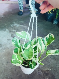 TRẦU BÀ CẨM THẠCH MINI