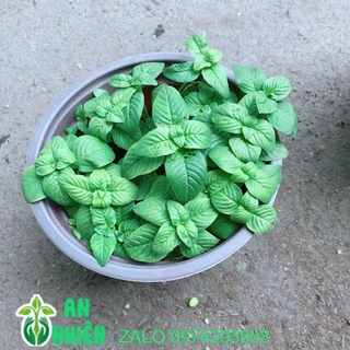 Chậu Cây Rau Quế Vị