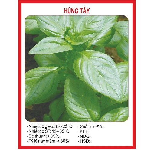 Hạt giống rau Húng tây - 1 gói 1gram