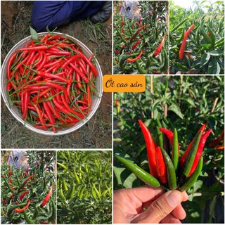 [ HG Mai Nguyễn] 150 Hạt giống ớt Thái cao sản F1_Nảy 99%