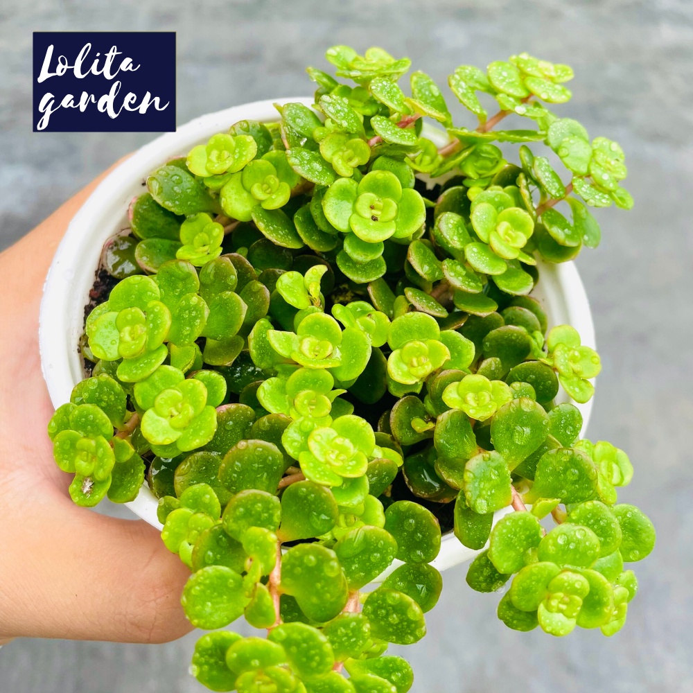 Sen đá sedum vảy cá Đà Lạt size trung bình cây cảnh trang trí nhà cửa Lolita garden