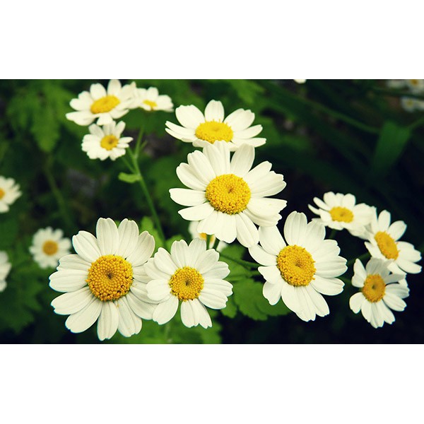 Gói 50 hạt giống hoa Cúc Tana Cỏ Thơm Feverfew