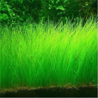 HẠT GIỐNG THỦY SINH NGƯU MAO CHIÊN