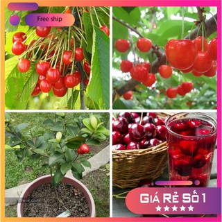 HẠT GIỐNG QUẢ CHERY (ANH ĐÀO) - 10 hạt LUCKY.VN