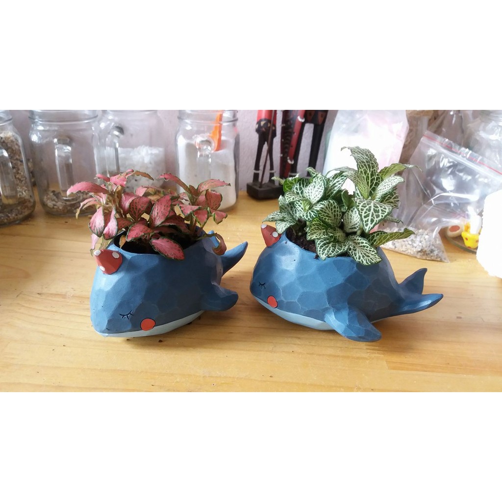 Chậu cây Cá Voi Zakka