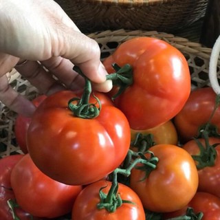 [ Hà Nội ] Cà chua Đà Lạt tươi, ngon, xanh, sạch.