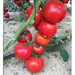 Hạt giống cà chua 9 tốt (0,2G )