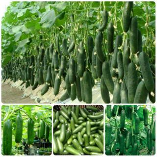Dưa Chuột Chùm Siêu Quả