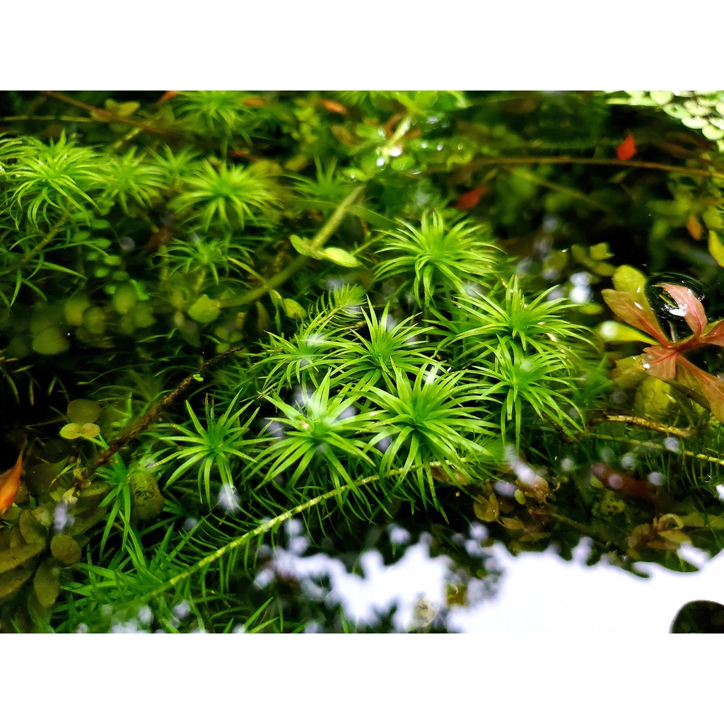 Top Bèo trang trí hồ thủy sinh dễ trồng