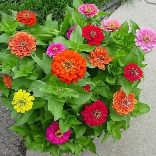 30 Hạt giống hoa cúc ngũ sắc  MUA TỪ 58K TẶNG 2 GÓI SẢN PHẨM HẠT GIỐNG  KHUYẾN MẠI SHOP MỚI HẠ GIÁ SỈ