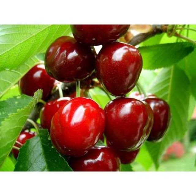 Hạt giống Quả Anh Đào (Cherry) 5 Hạt/ Gói