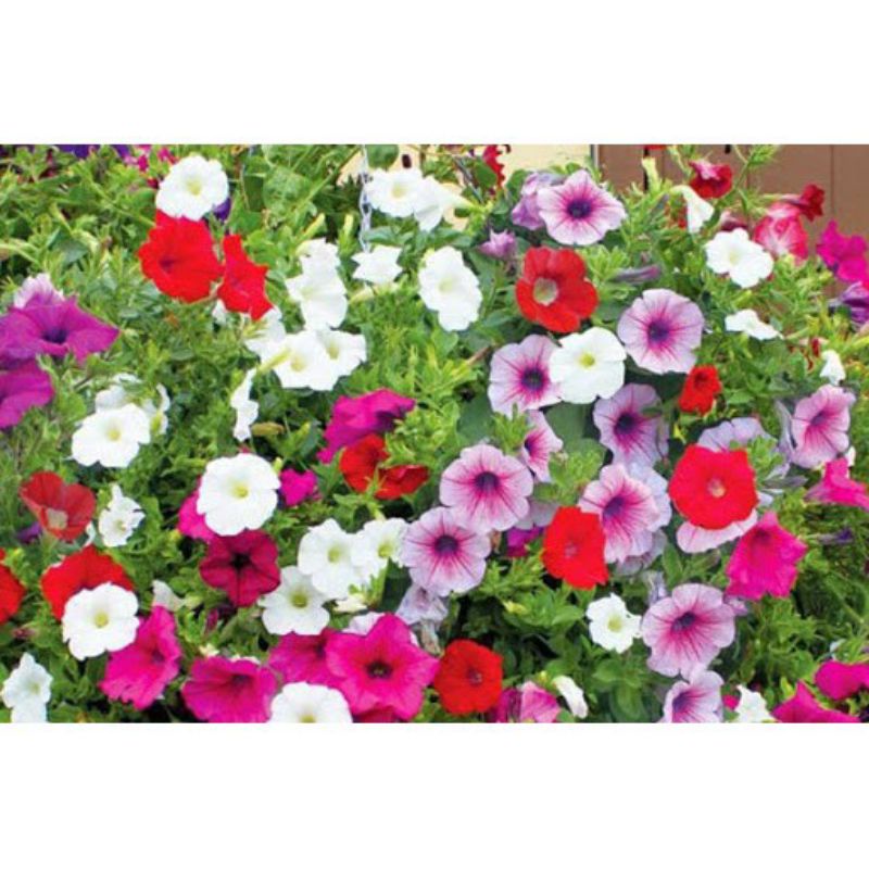 Hạt giống Hoa dạ yến thảo đơn rũ mix