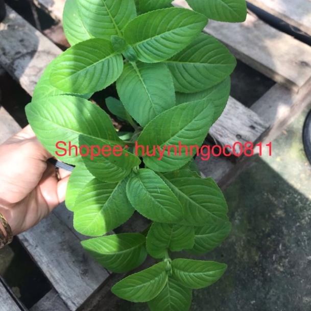 Chậu cây rau quế vị / cây xá xị danh pháp khoa học: Limnophila rugosa - Quế đất hay còn gọi hồi nước, rau quế vị, rau xá
