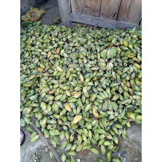 Chuốt hột rừng khô