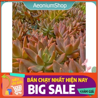 Sen đá đỏ lá dài size mini ❣️ xuất xứ đà lạt, lỗi 1 đổi 1 💪