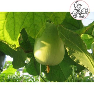 Hạt bầu tròn f1 - gói 10 hạt