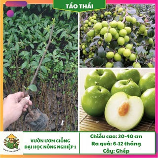 Cây giống táo thái F1, giống cây táo thái đại học nông nghiệp 1, cây táo thái ghép cao 25cm - 35cm