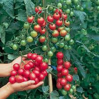 Bộ gói hạt giống rau Dền đỏ