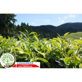 cây giống trà xanh