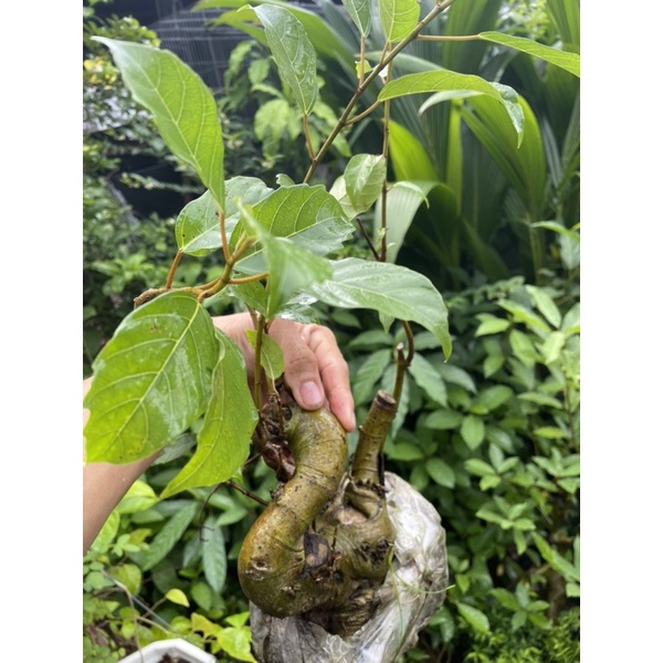 Cây Sung bonsai mini
