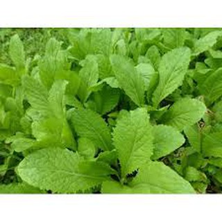 4 LẠNG HẠT RAU GIỐNG CẢI MƠ