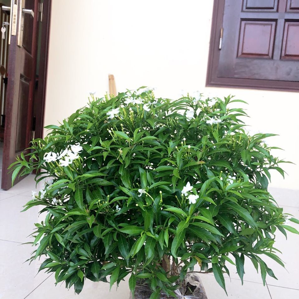 Cây mai vạn phúc cao 40-50 cm.