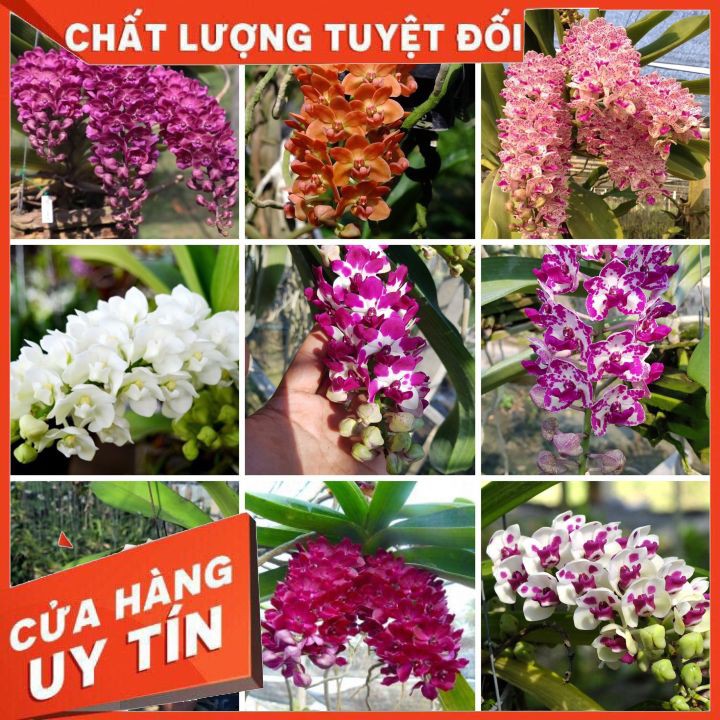 Ngọc điểm thái cây giống, "𝐅𝐑𝐄𝐄 𝐒𝐇𝐈𝐏" cây 8 tháng tuổi, 3 -4 cặp lá, rễ phát triển tốt, lá xanh mướt không nấm bệnh