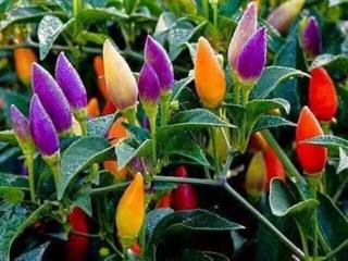 Hạt giống ớt ngũ sắc 5 hạt