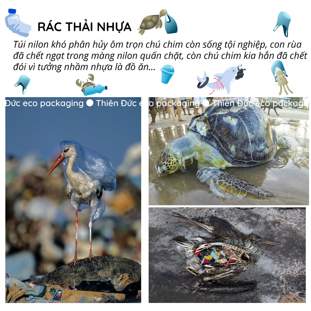 Túi 2 quai phân hủy sinh học Aneco từ tinh bột ngô, ko phải túi nilon nhựa, phân hủy 100% trong 6 tháng