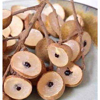 [cây giống] NHÃN LỒNG HƯNG YÊN