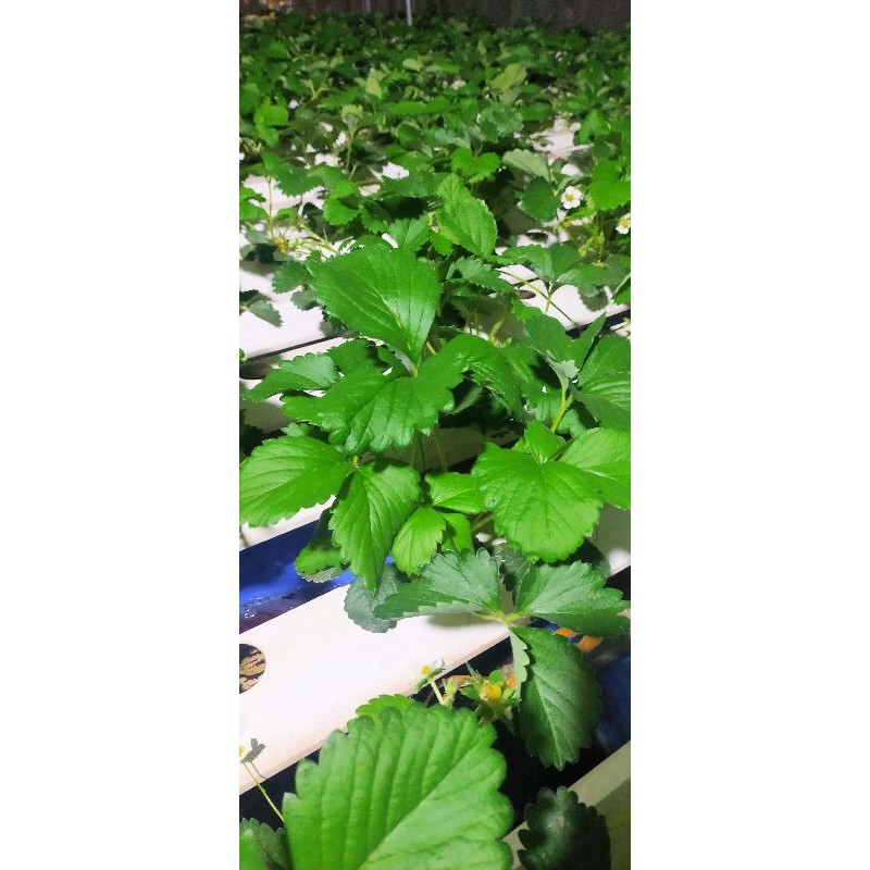 Dinh dưỡng trồng rau cặp 2lit