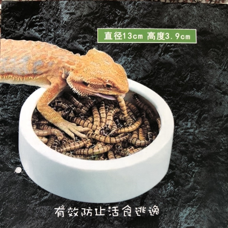 Chén đựng thức ăn bằng sứ cho bò sát