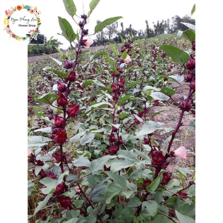 Giống Cây Giấm, Hoa Atiso Đỏ - Gói 2 Gram