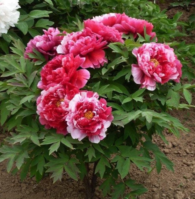 Củ hoa mẫu đơn cánh kép bông to hoa đẹp