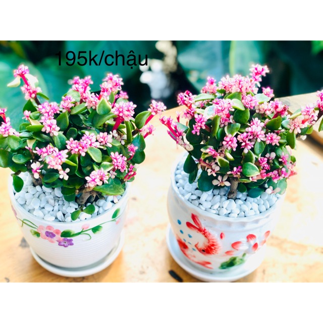 Sen đá đôla hồng