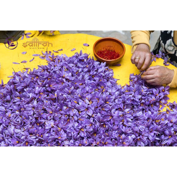 Nhụy Hoa Nghệ Tây Saffron 1gr Iran