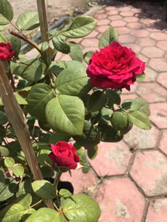 Hồng ngoại Pas De Deux